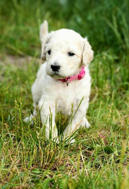 Pudel duży biały FCI