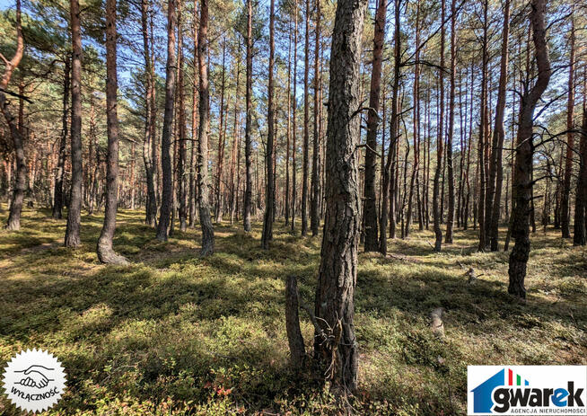 Działka Leśna, 15420 m2, Zederman