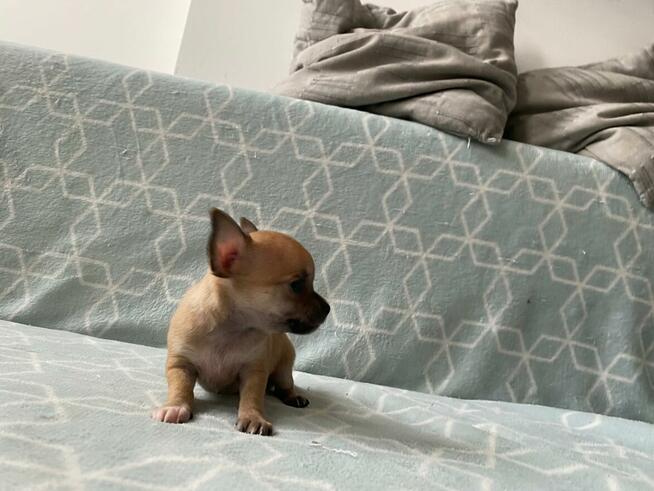 Szczenięta Chihuahua krótko oraz długowłose