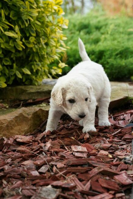 Pudel duży biały FCI