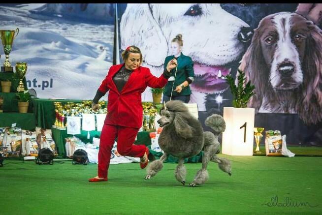 Pudel królewski suczka biała