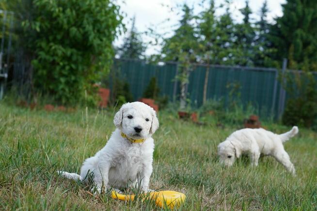 Pudel duży biały FCI