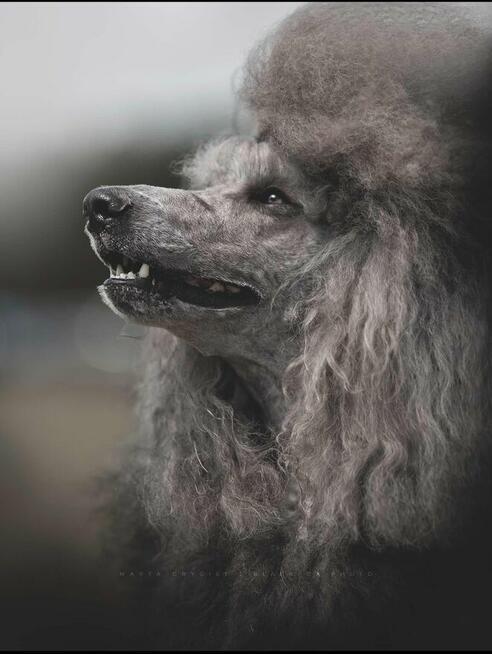 Pudel królewski suczka biała