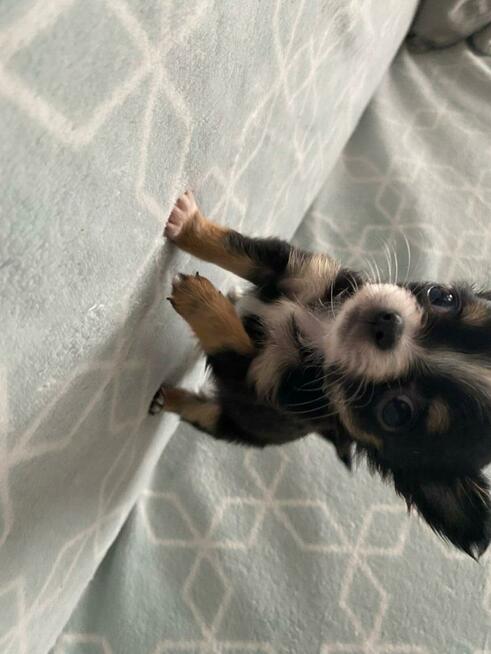 Szczenięta Chihuahua krótko oraz długowłose