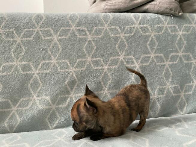 Szczenięta Chihuahua krótko oraz długowłose