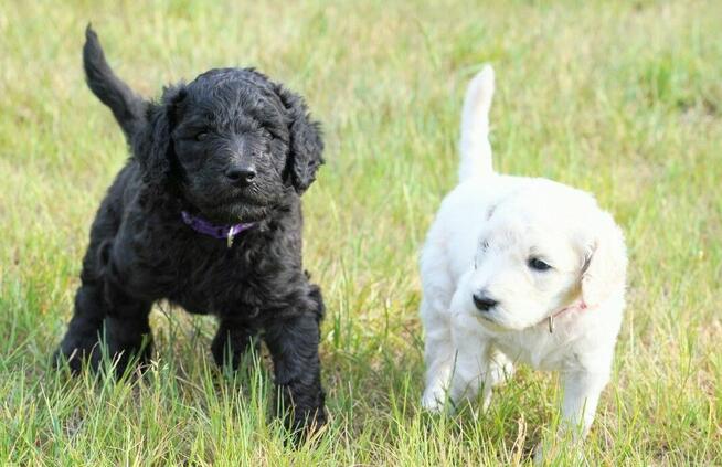 Pudel królewski suczka biała