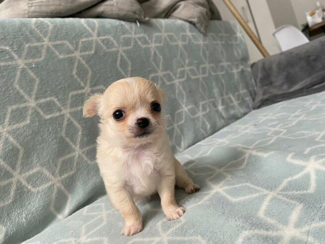 Szczenięta Chihuahua krótko oraz długowłose