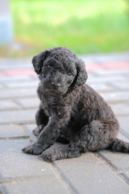 Pudel duży biały FCI