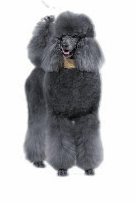 Pudel duży biały FCI