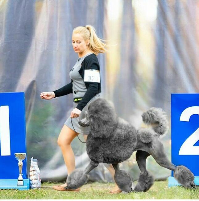 Pudel duży biały FCI