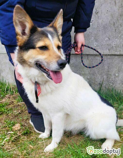 MONIA - kochana, wesoła sunia za kratami, ADOPTUJ