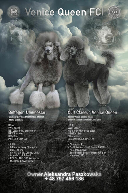 Pudel duży biały FCI