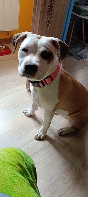 Suczka amstaff