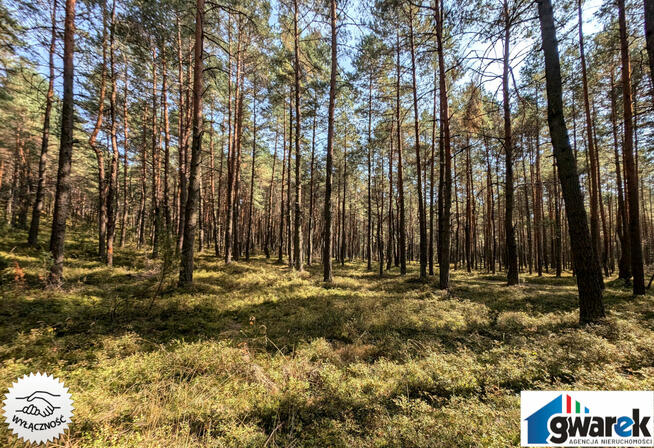 Działka Leśna, 15420 m2, Zederman