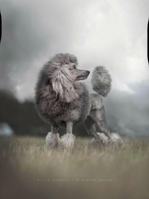 Pudel duży biały FCI