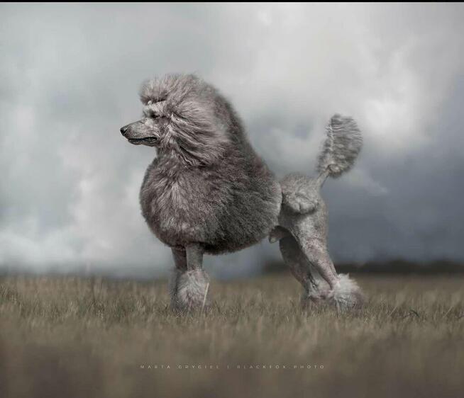 Pudel królewski suczka biała