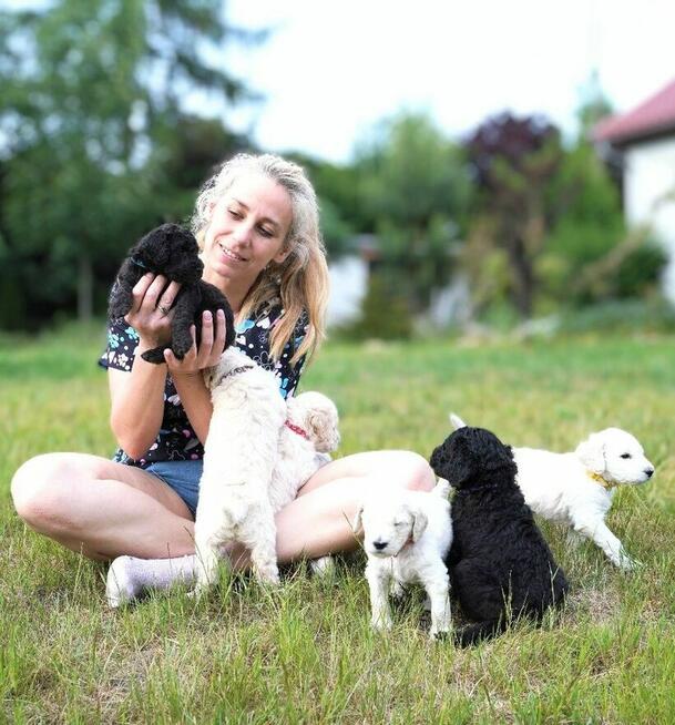 Pudel duży biały FCI