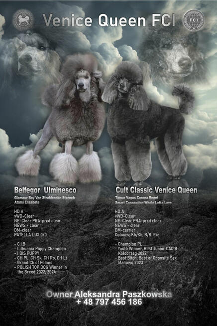 Pudel królewski suczka biała