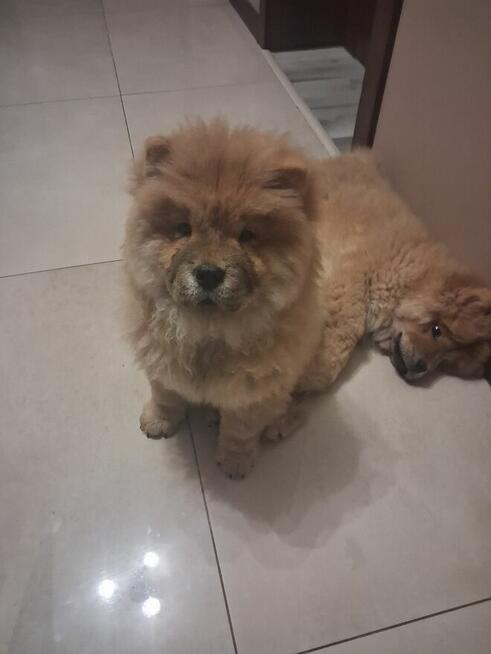 Szczeniaki Chow Chow