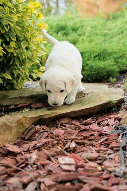 Pudel duży biały FCI
