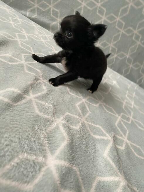 Szczenięta Chihuahua krótko oraz długowłose