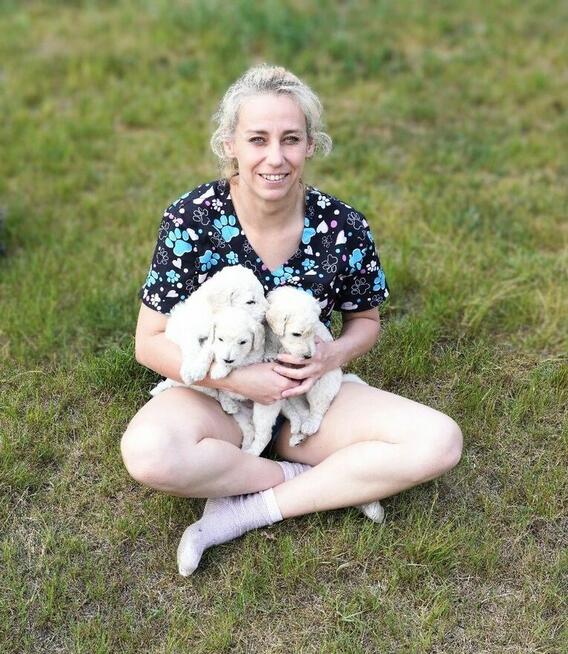 Pudel duży biały FCI