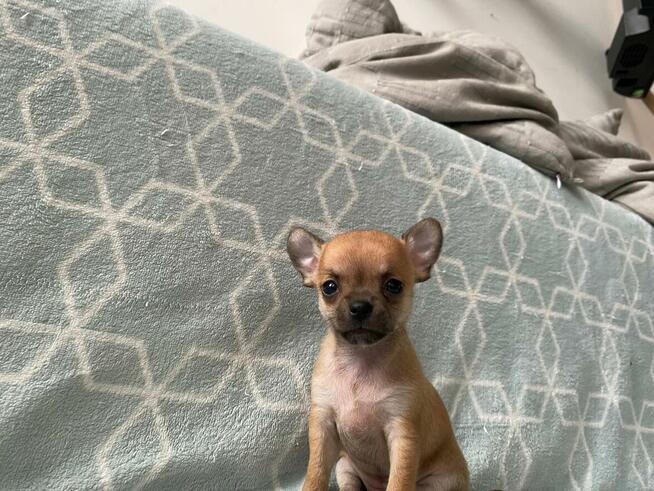 Szczenięta Chihuahua krótko oraz długowłose