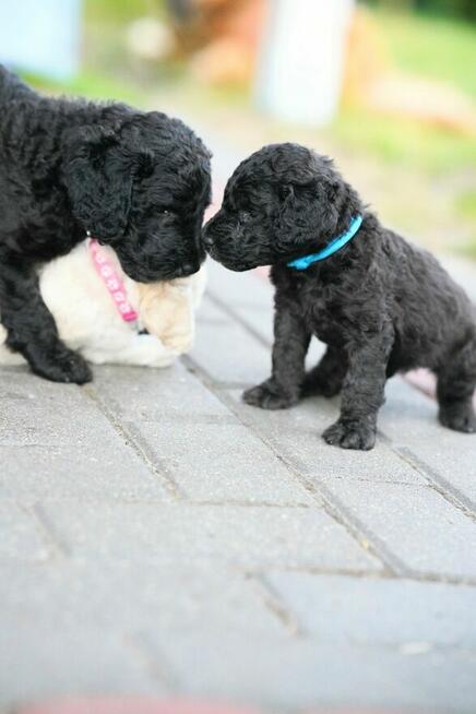 Pudel duży biały FCI