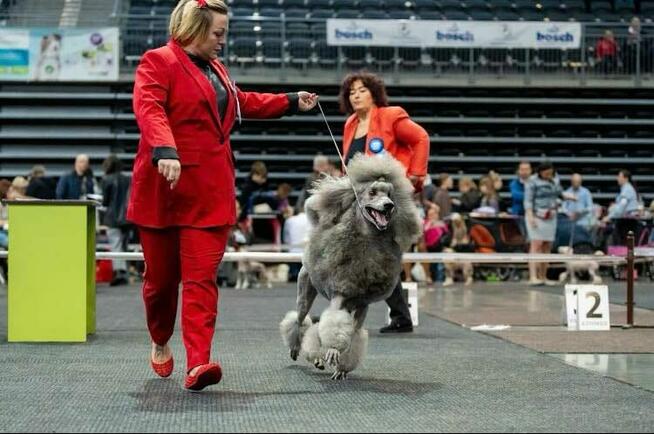 Pudel królewski suczka biała