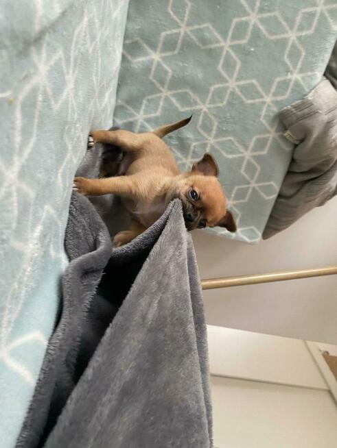 Szczenięta Chihuahua krótko oraz długowłose