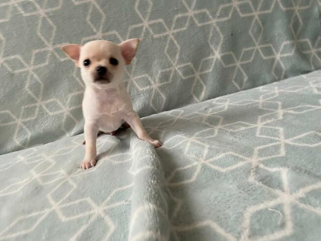 Szczenięta Chihuahua krótko oraz długowłose