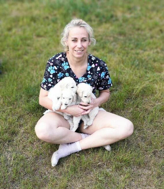 Pudel królewski suczka biała