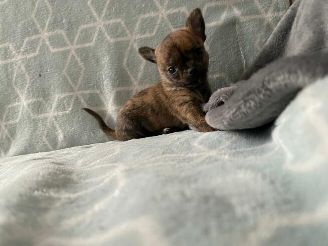 Szczenięta Chihuahua krótko oraz długowłose