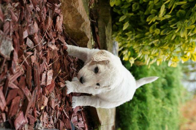 Pudel królewski suczka biała