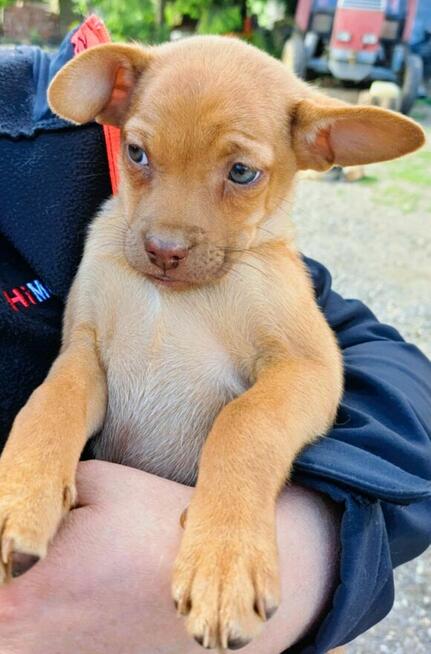 ZUZIA - mała, słodka szczeniaczka szuka domu