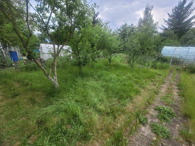 Rod Złocień odstąpię