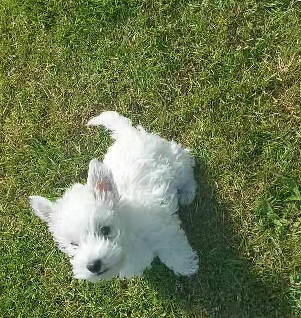 West Highland White Terrier