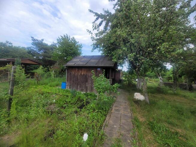 Rod Złocień odstąpię