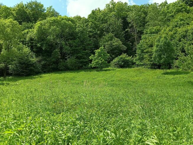 Działka rolno - leśna nad rzeką na Pogórzu Dynowskim