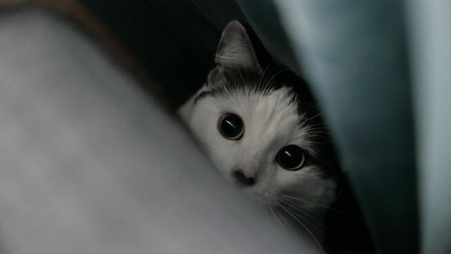 Usługi fotografii i filmowania/ nieruchomości, eventy itp.