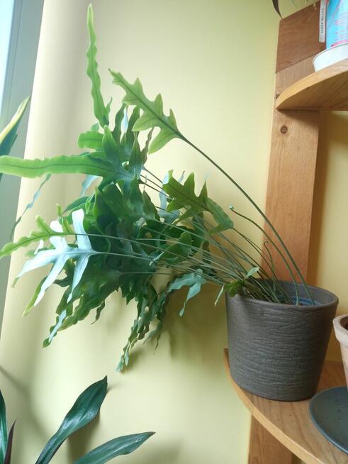 Flebodium szaro-niebieskie i ...