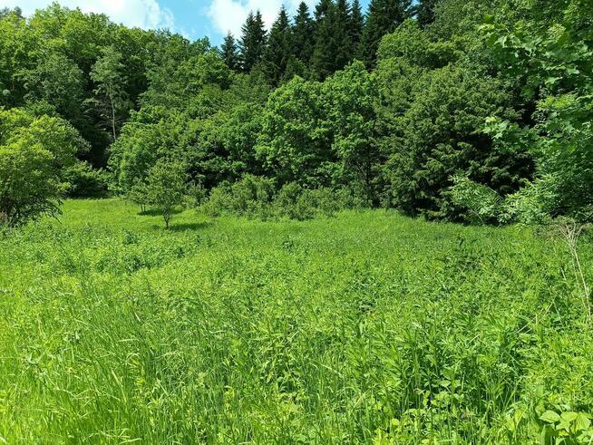 Działka rolno - leśna nad rzeką na Pogórzu Dynowskim