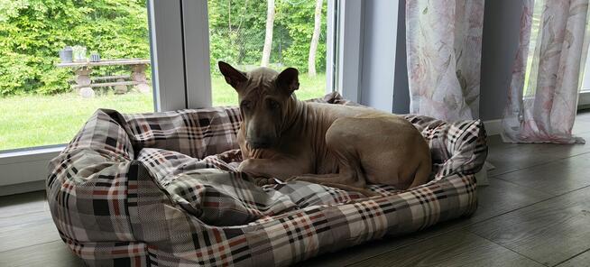 Thai Ridgeback Dog - Dog Thajski