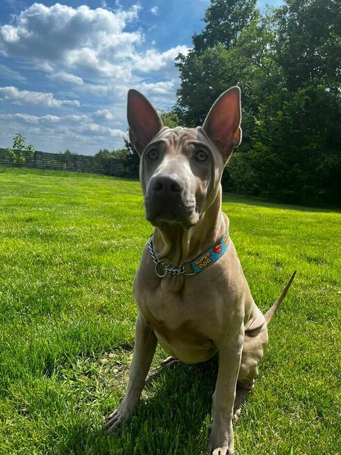Thai Ridgeback Dog - Dog Thajski