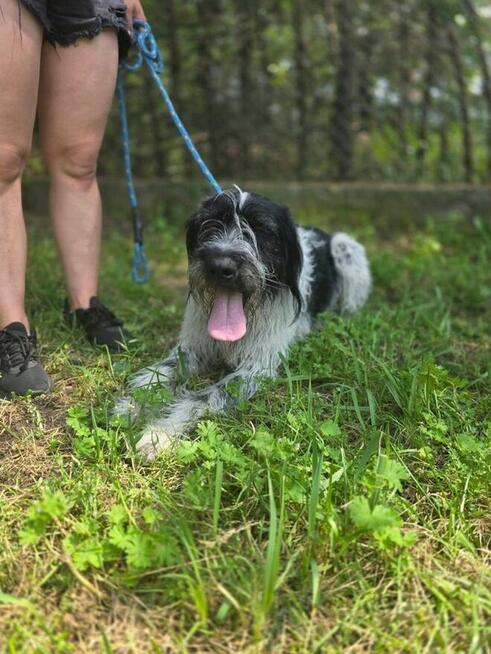 Ares-czarno biały pies w typie wyżła do świadomej adopcji