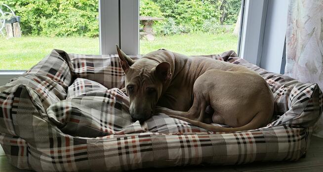 Thai Ridgeback Dog - Dog Thajski