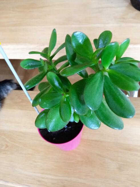 Flebodium szaro-niebieskie i ...