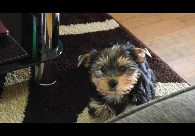 Kupię Yorkshire terrier Suczke srebrna nie miniaturke