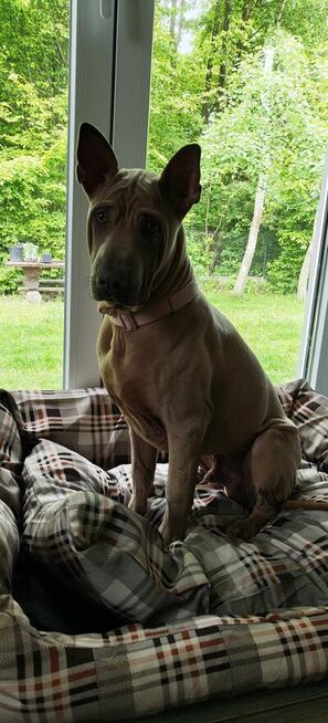 Thai Ridgeback Dog - Dog Thajski
