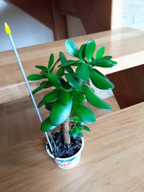 Flebodium szaro-niebieskie i ...